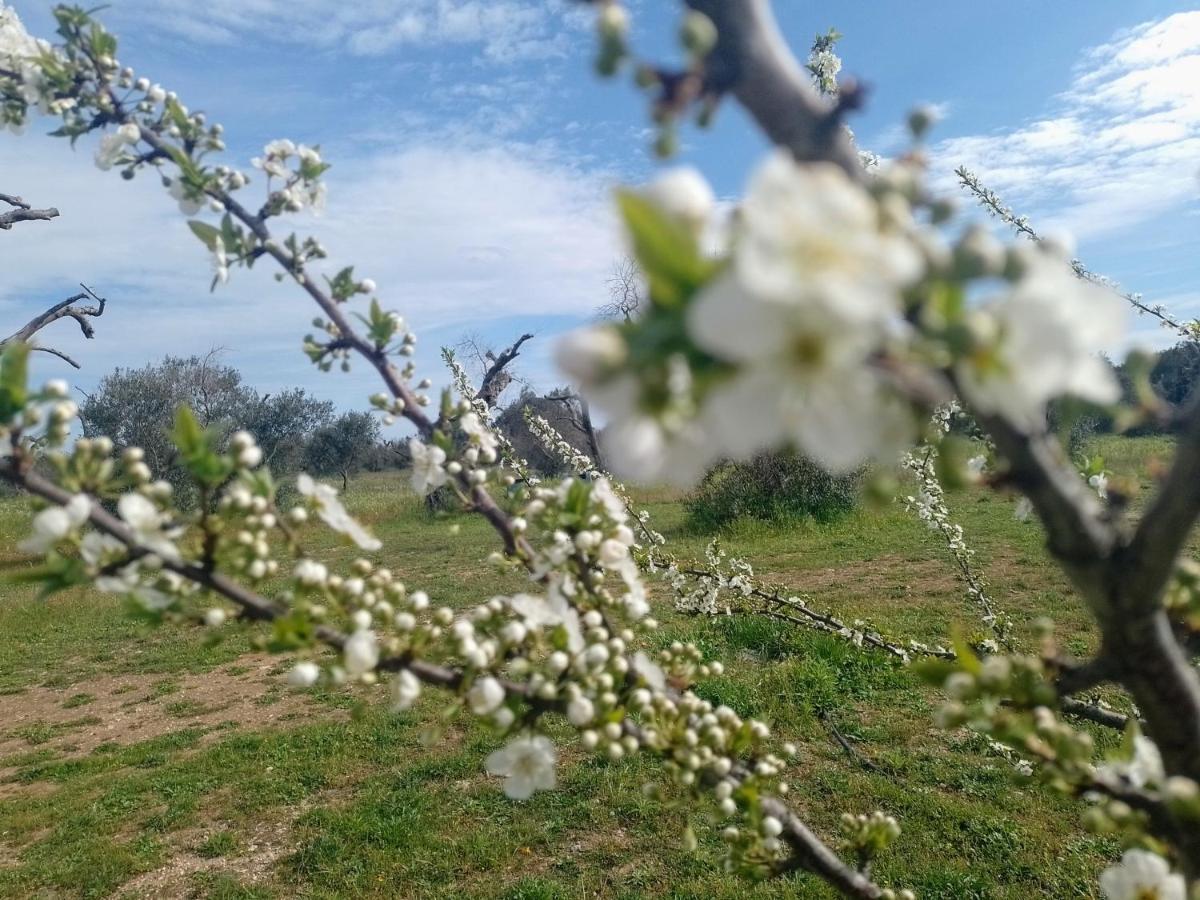 Agriturismo Villa Coluccia مارتانو المظهر الخارجي الصورة