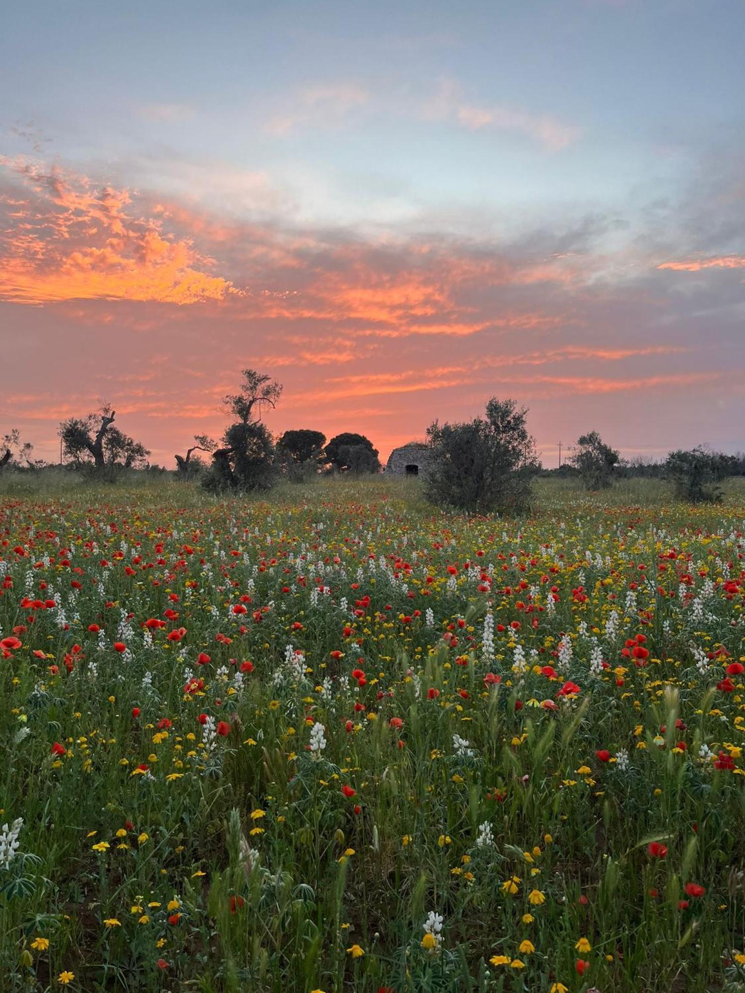 Agriturismo Villa Coluccia مارتانو المظهر الخارجي الصورة