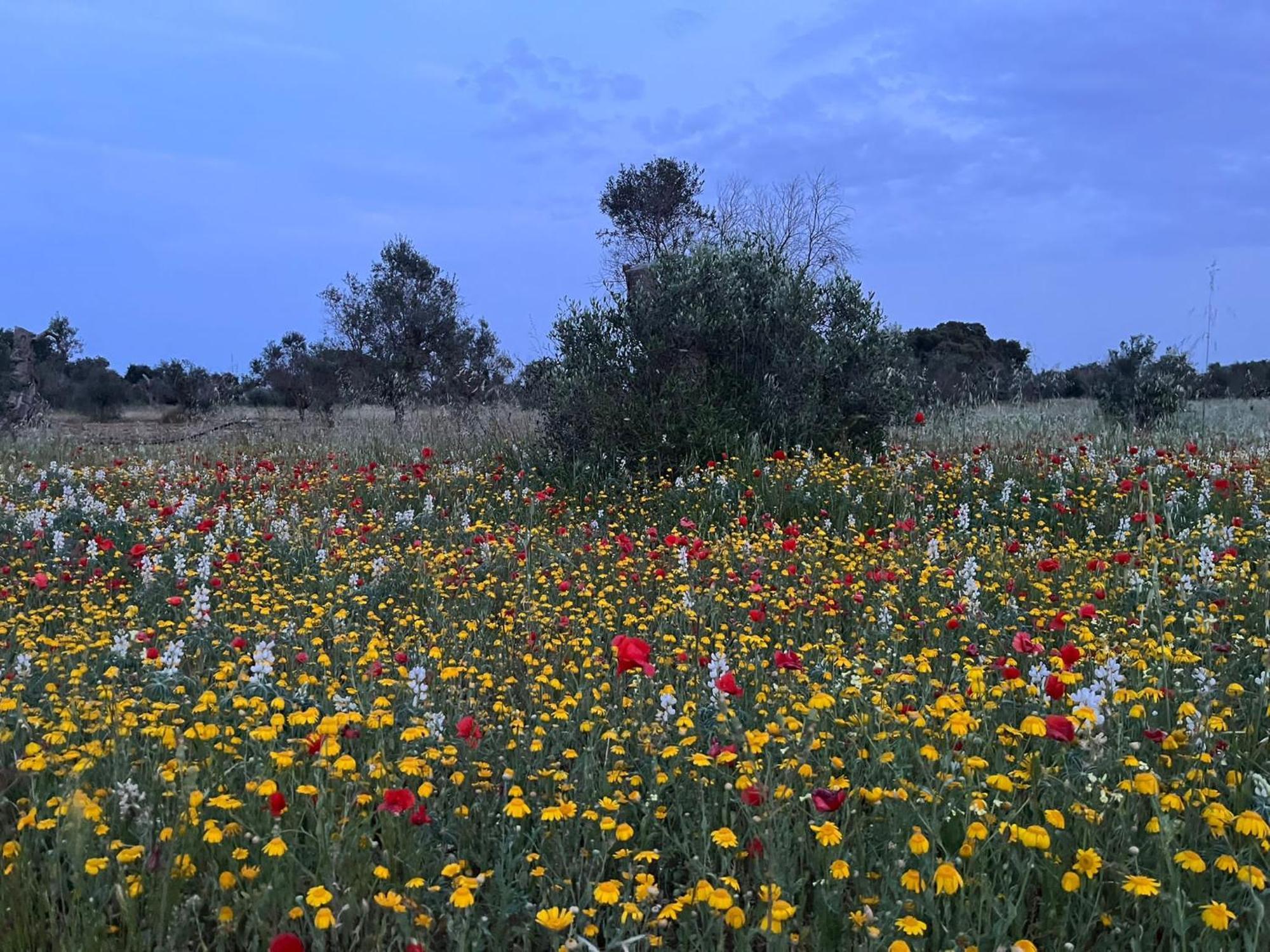 Agriturismo Villa Coluccia مارتانو المظهر الخارجي الصورة